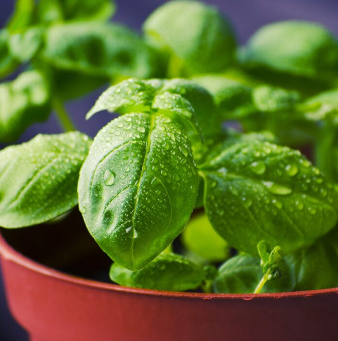 Basil